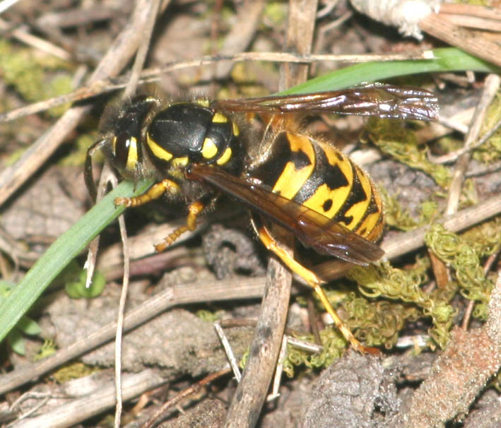 Espe terranzu: Vespula germanica (Hymenoptera, Vespidae)